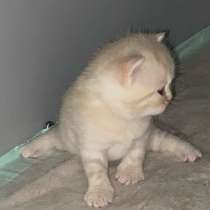 6 Junge und 1 Mädchen, в г.Гифхорн