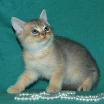 Скоттиш страйт золотая шиншилла, в г.Берлин