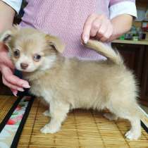 Красивая лиловая чихуахуа девочка продается, в Москве