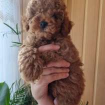 Пудель. Red brown, в г.Мансфельд