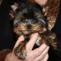 Щенок Йоркширского терьера. Мини мальчик. Беби фейс, в Москве