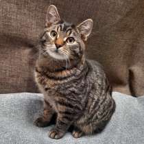 Безумно весёлый и игривый котик, в Санкт-Петербурге