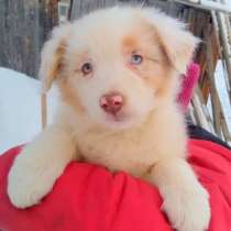 Щенки Аусси, в г.Кёльн