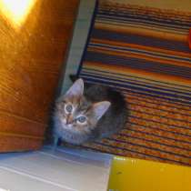 Отдам котят, в Шахунье