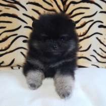 Pomeranian spitz. Black tan boy, в г.Борна