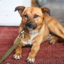 Небольшой веселый пёсик ищет дом, в Санкт-Петербурге