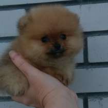 Померанский шпиц. Супер мини, в г.Берлин