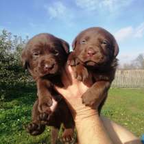 Лабрадор - ретривер. Chocolate, в г.Берлин