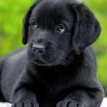 Лабрадор - ретривер. Black, в г.Мюнхберг