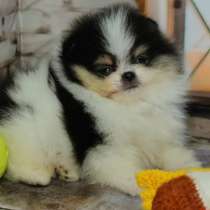 Pomeranian spitz. Very beautiful baby, в г.Берлин