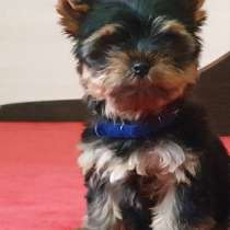 Йоркширский терьер, в г.Falkenberg