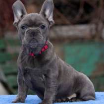 Французский бульдог. Blue, в г.Мюнхен