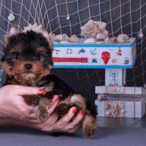 Щенки Йоркширского терьера, маленький мальчик, в Москве