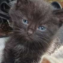 Малюсенький черный котёнок с голубыми глазками, в Санкт-Петербурге