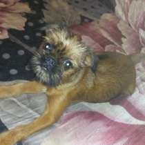 Девочка гриффон. Brüsseler Griffon, в г.Берлин