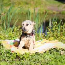 Маленькая нежная собачка ищет дом, в Санкт-Петербурге