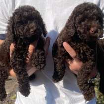 Пудель. Chocolate, в г.Берлин