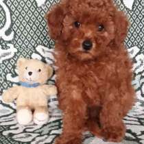 Пудель. Red, в г.Бранденбург