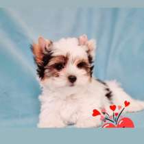 Бивер йорктерьер, в г.Афины