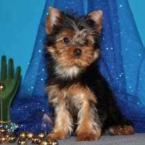 Щенки Йоркширского терьера. Пятимесячная девочка, в Москве