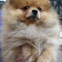 Померанский шпиц, в г.Измир