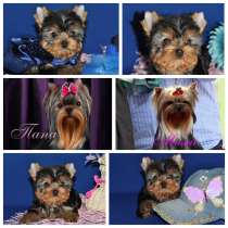 Трехмесячная, яркая, мини девочка Йоркширского терьера, в Москве