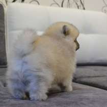 Щенки померанского шпица, в г.Ганновер