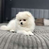 Щенок шпица, в г.Берлин