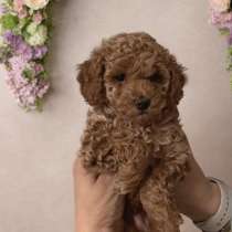 Мальчик той пудель, в г.Брюгге