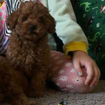 Poodle. Red boy's and girl's, в г.Брегенц