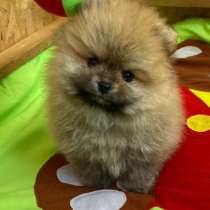 Померанский шпиц. Мини, в г.Белек