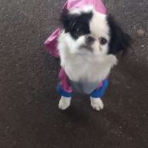 Японский хин девочка, в Москве