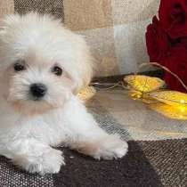 Мальтезе. Мини, в г.Валлерфанген