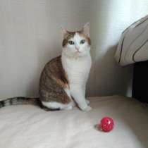 В Добрые руки ! Кошка - пухляшка!, в Санкт-Петербурге