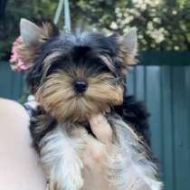 Йоркширский терьер. Мини, в г.Борнхайм