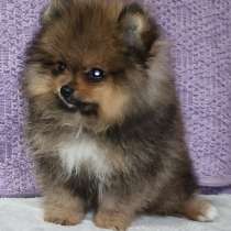 Померанский шпиц, в г.Лейпциг