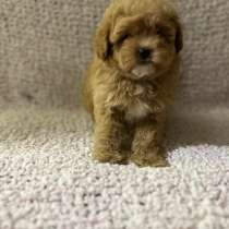 Мальтипу F - 1, в г.Берлин