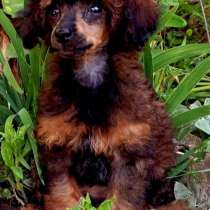 Той пудель. Phantom, в г.Берлин