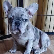 Французский бульдог. Blue merle, в г.Берлин