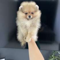 Померанский шпиц, в г.Берлин