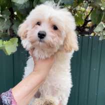 Мальтипу F - 1. Мелкий стандарт, в г.Heiningen