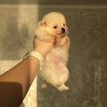 Щенок шпица, в г.Тирасполь