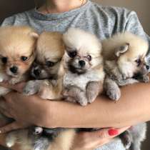 Малыши шпица, в г.Гамбург