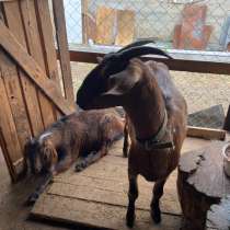 Козы, в Владикавказе