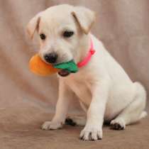 Малюсенькие красивые щеночки ищут дом, в Санкт-Петербурге