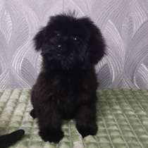 Йоркипу. Мини, в г.Angern