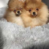 Продам щпицов, в г.Париж