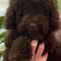 Пудель. Chocolate, в г.Анкара