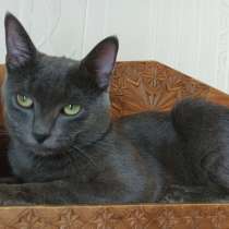 Идеальный котик Оскар ищет свой дом, в Москве