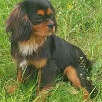 Кавалер Кинг Чарльз спаниель. Триколор, в г.Albbruck